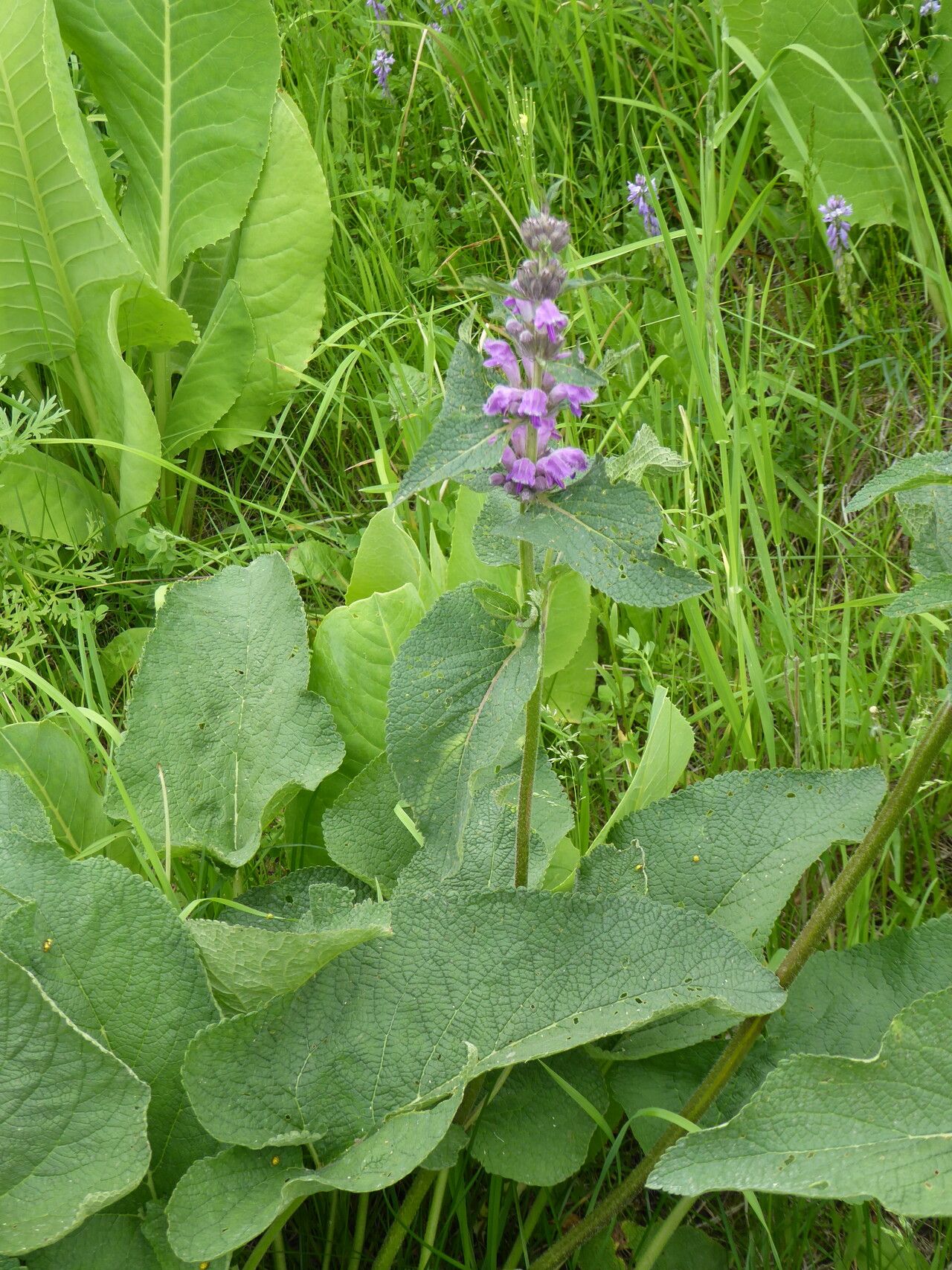 Phlomoides oreophila — search result for 'Phlomoides'