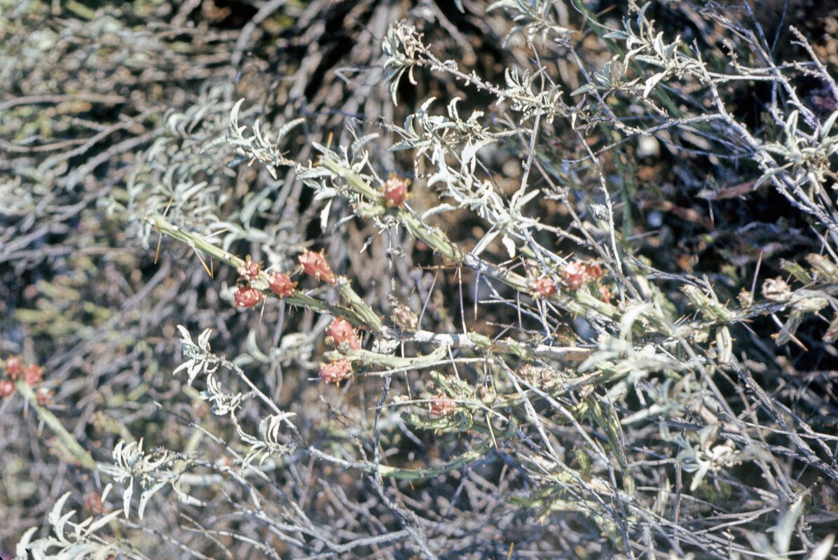 Cylindropuntia leptocaulis fruit