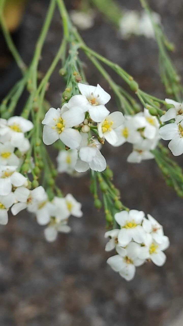Crambe scaberrima flower