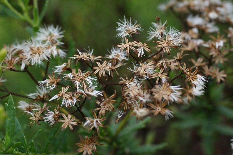 Hubertia ambavilla fruit