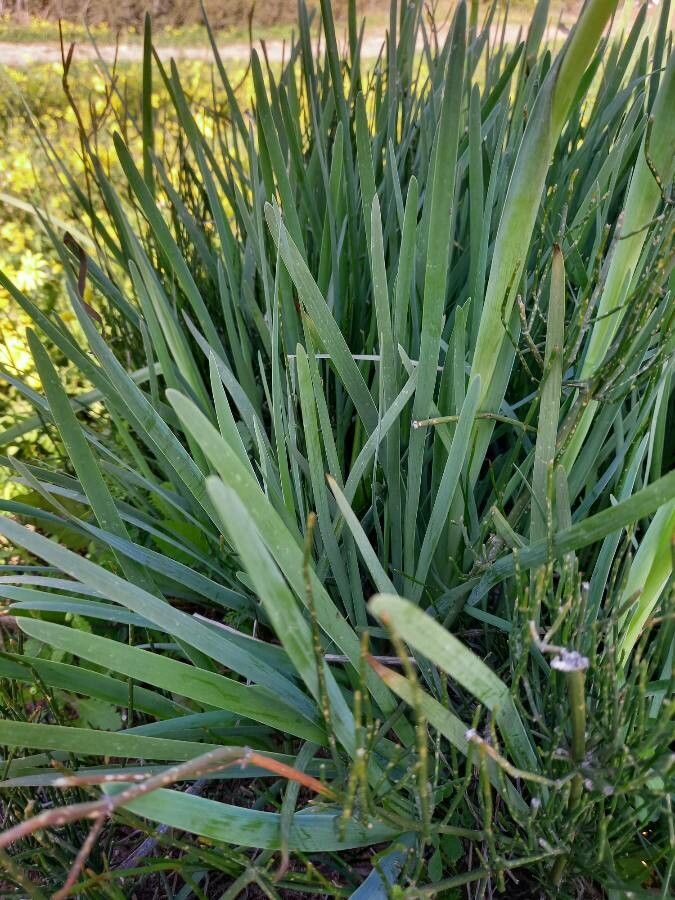 Iris atropurpurea leaf