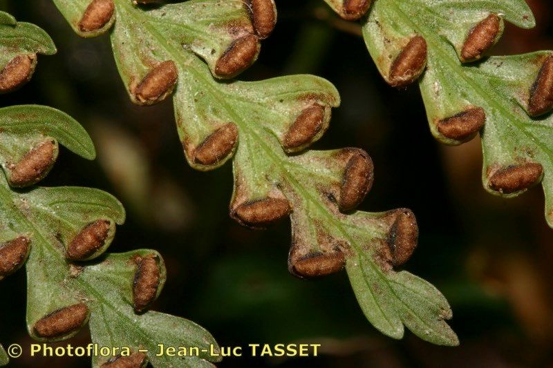 Culcita macrocarpa fruit