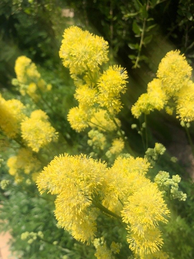 Thalictrum maritimum flower