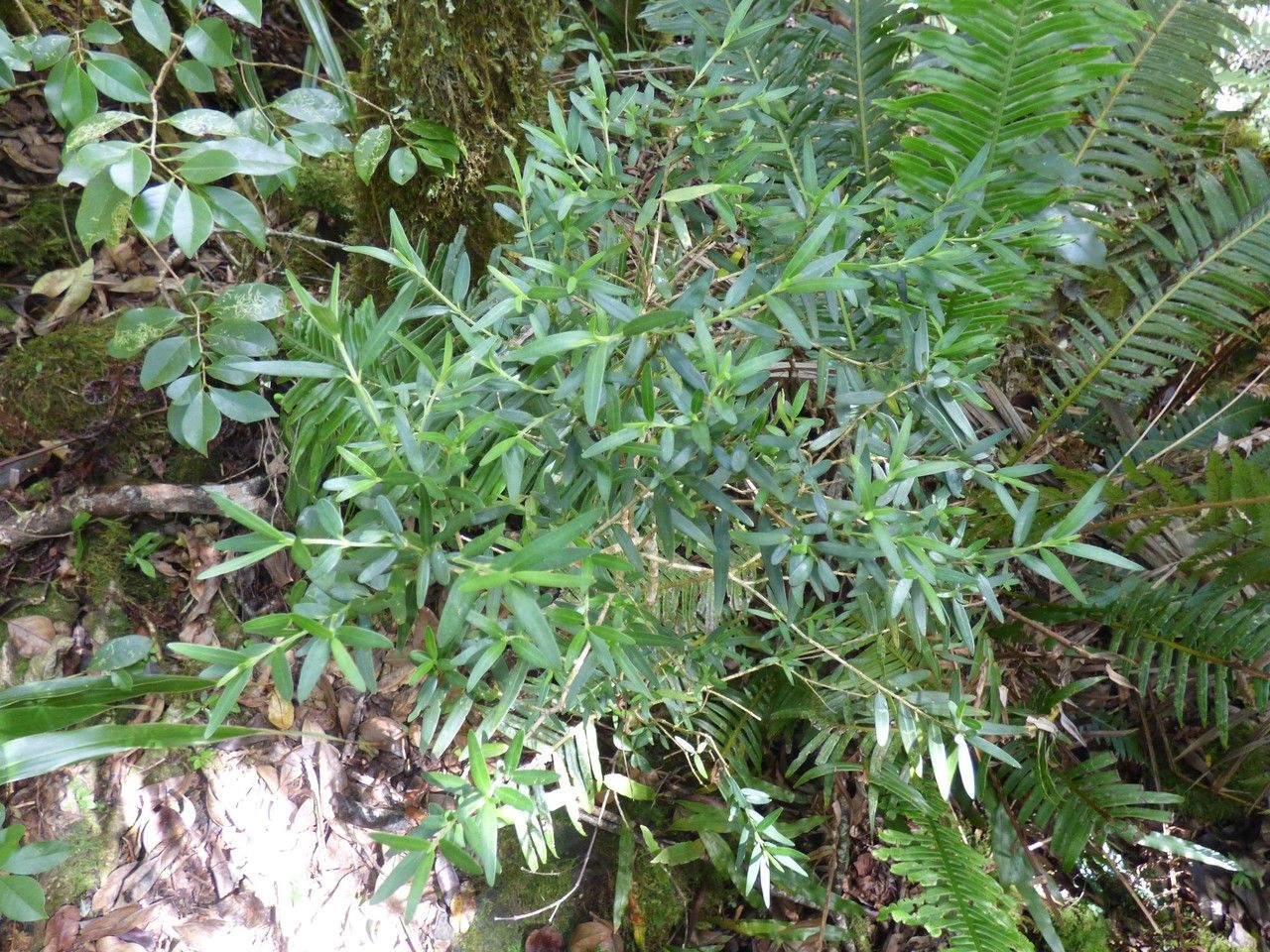Geniostoma pedunculatum habit