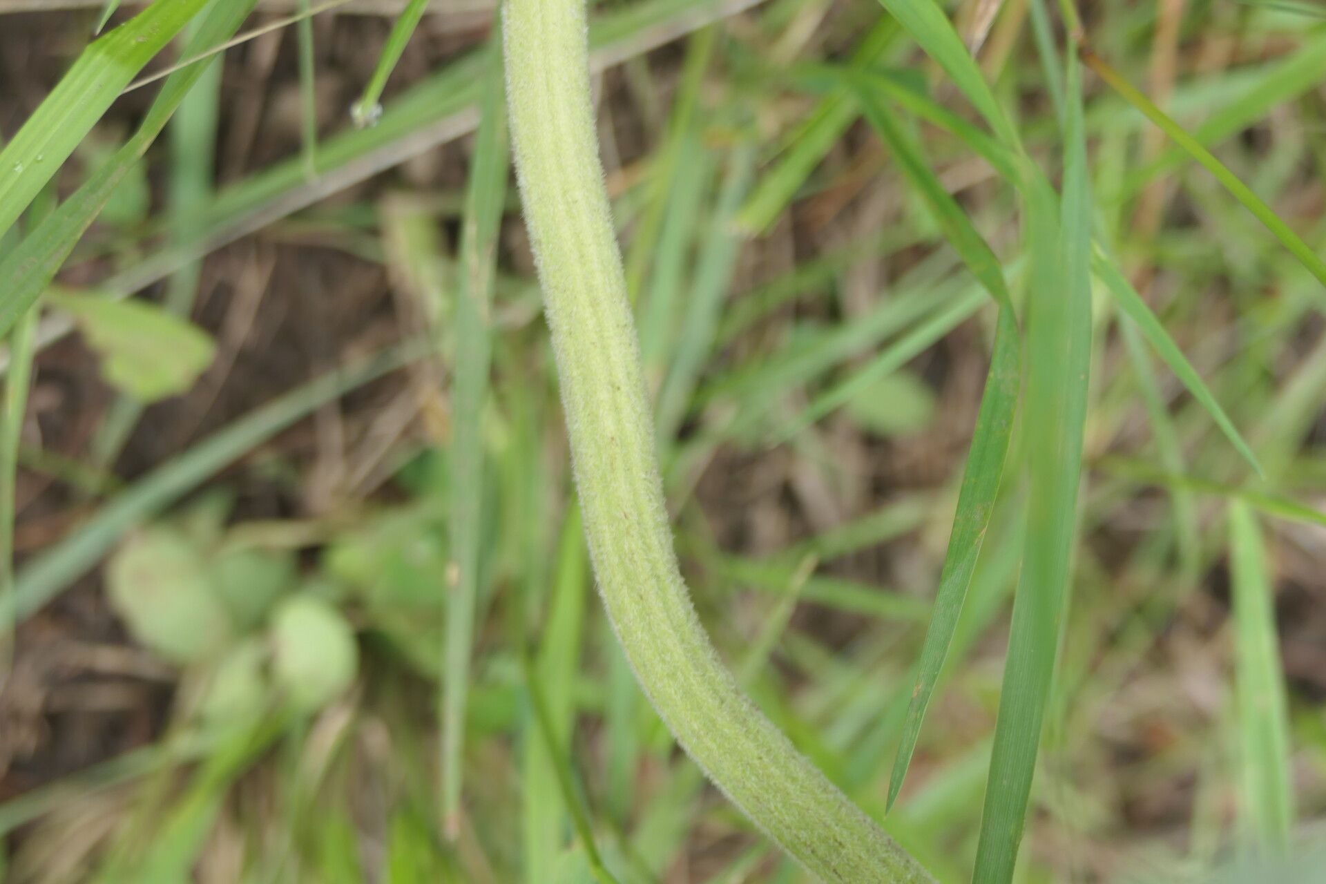 Gunnera perpensa bark