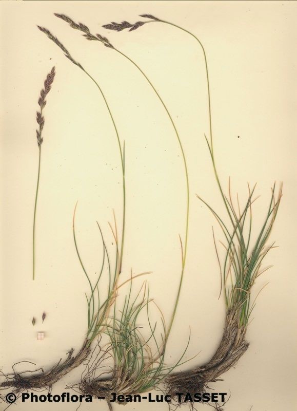Festuca borderei habit