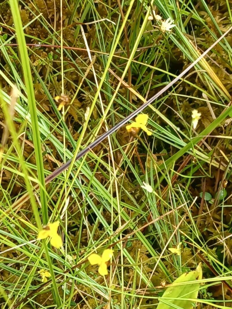 Xyris montana — search result for 'Xyris'