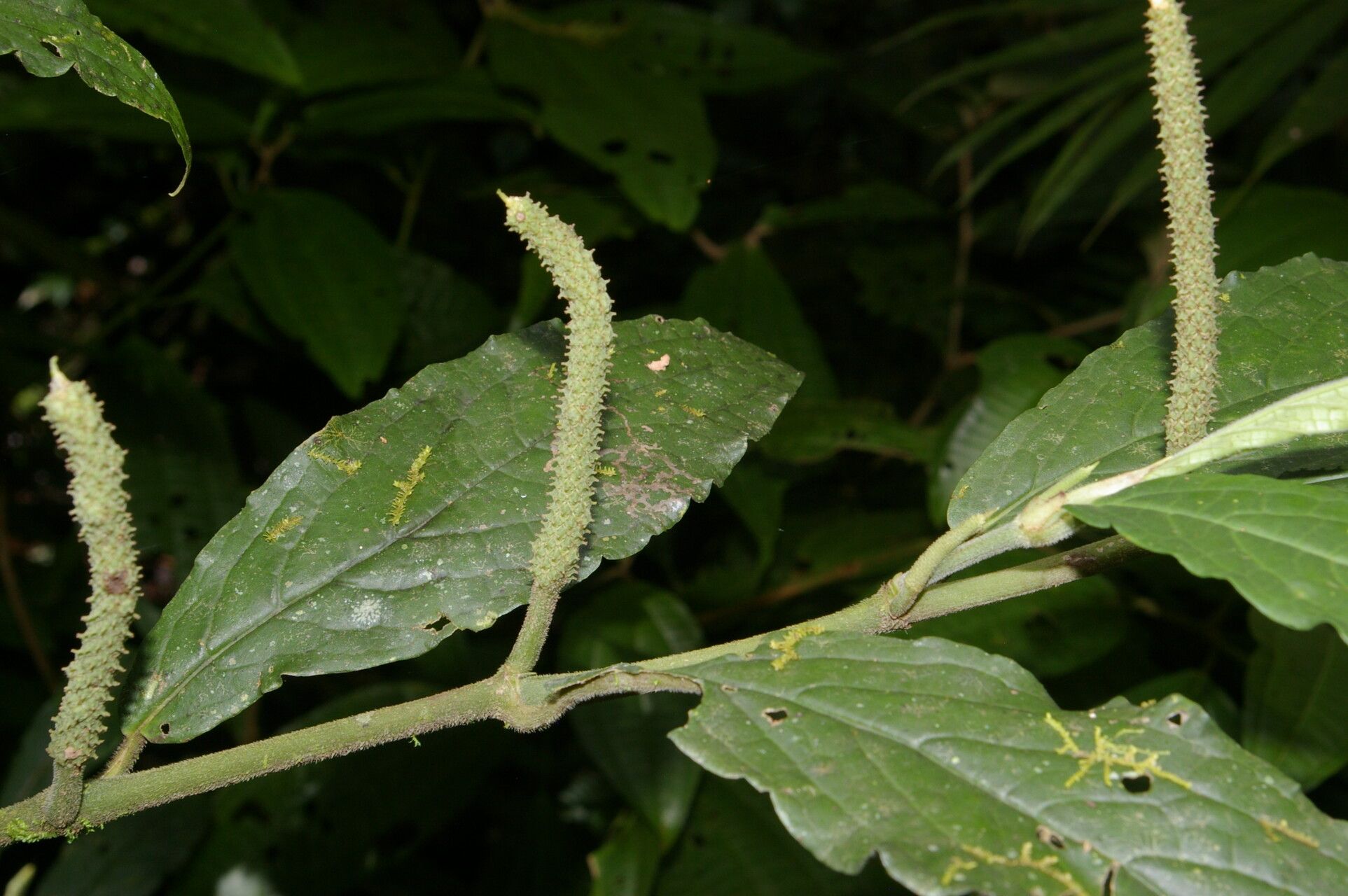 Piper brevistylum bark