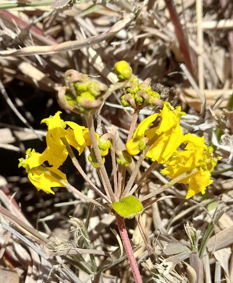 Stigmaphyllon bonariense flower