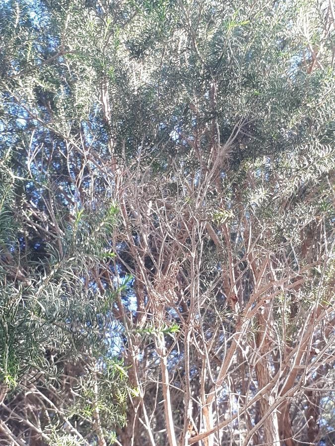 Melaleuca thyoides — houseplant care guide