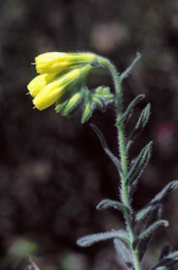 Onosma tornensis leaf