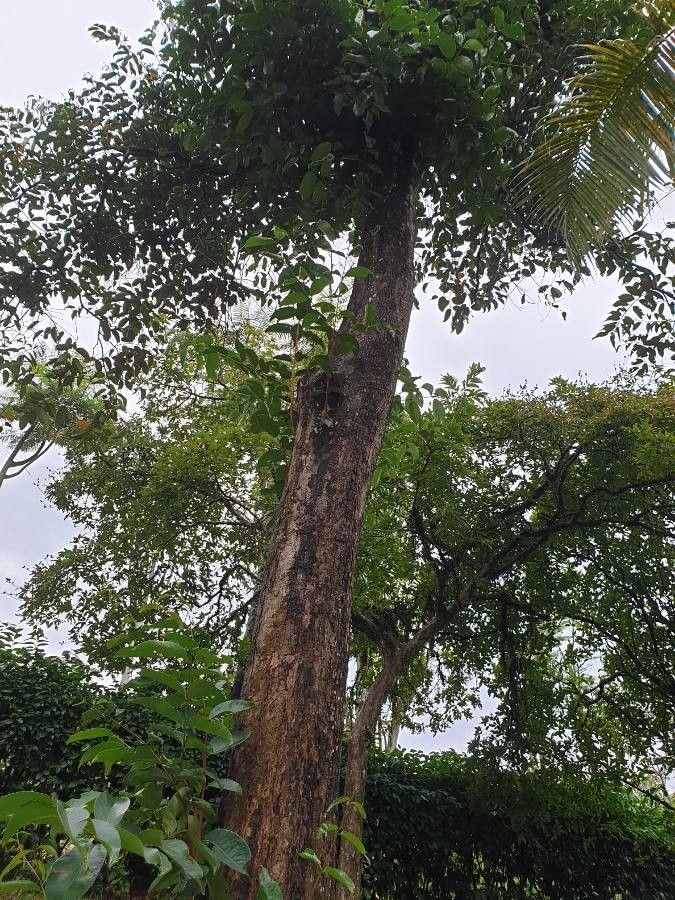 Syzygium grande habit