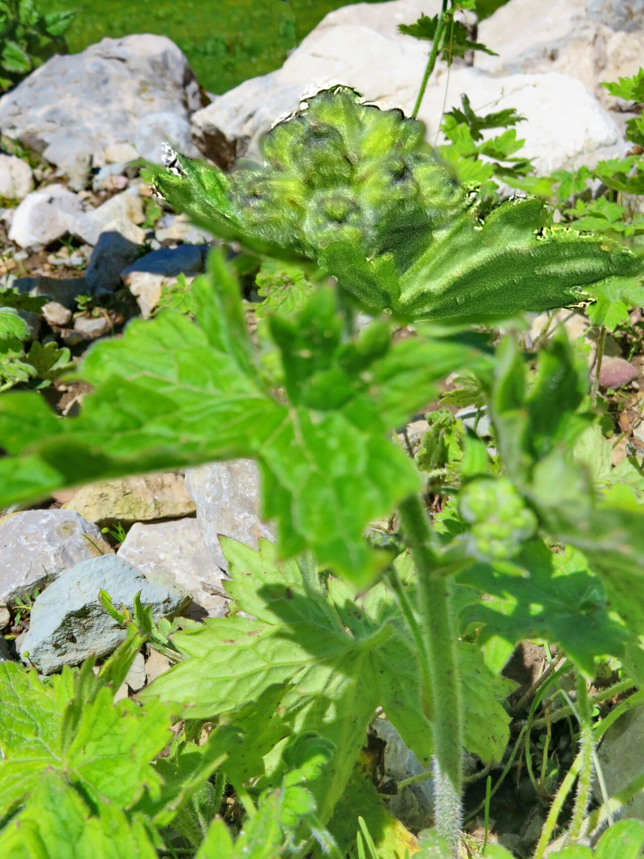 Delphinium cashmerianum flower