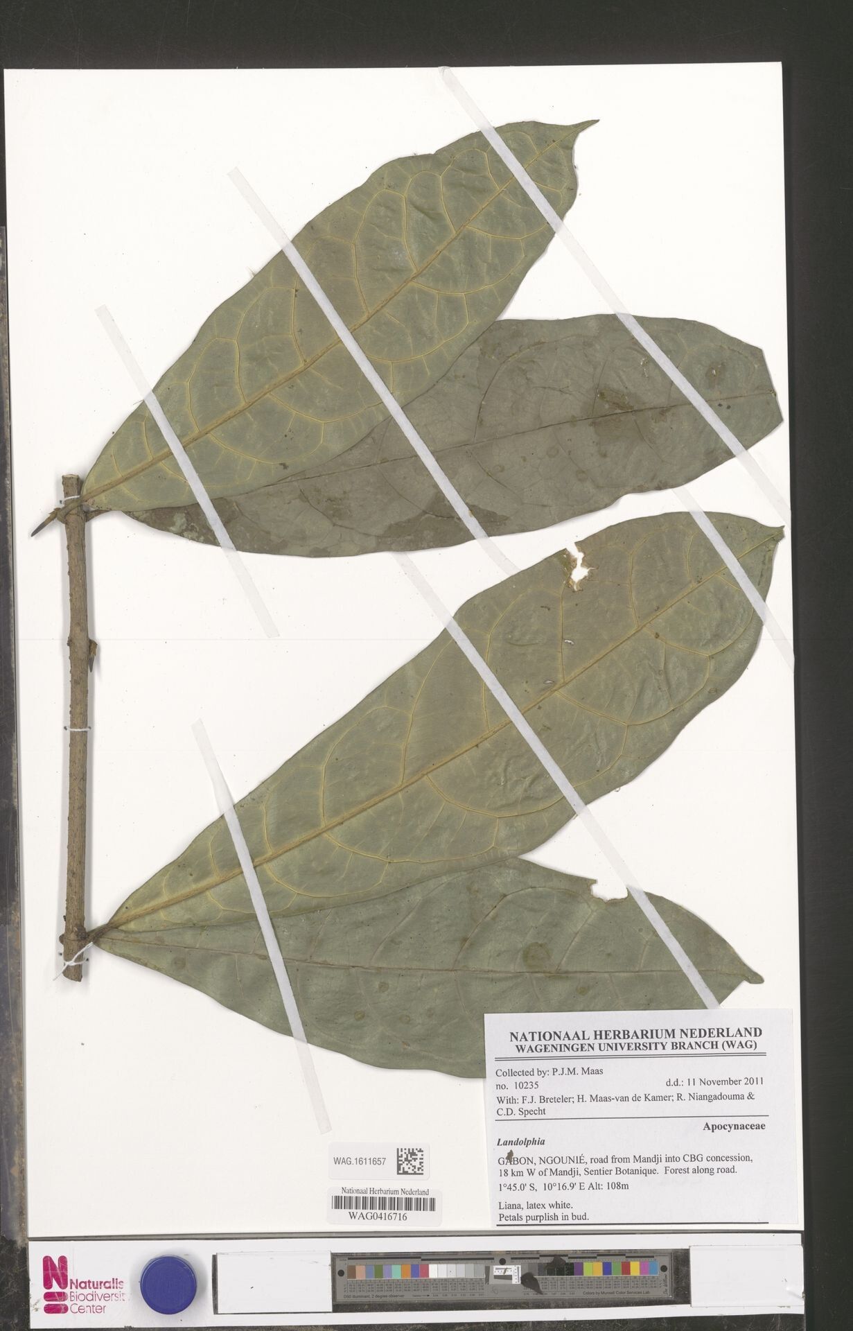 Landolphia uniflora — houseplant care guide