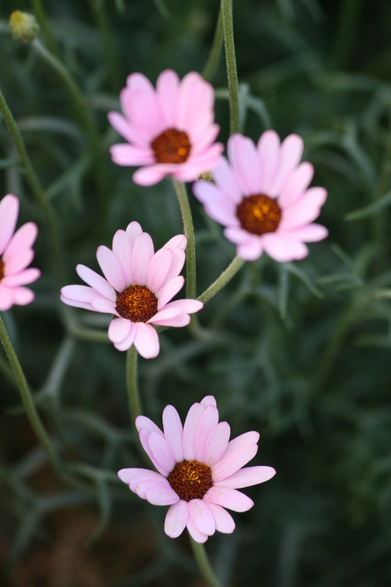 Rhodanthemum gayanum flower