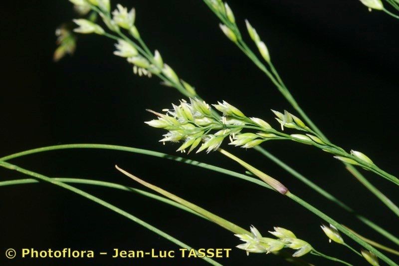 Poa laxa flower