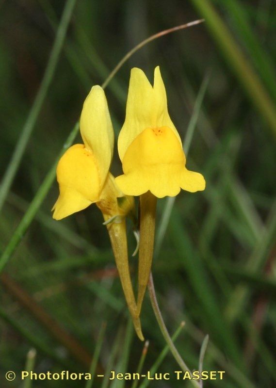 Linaria oligantha flower