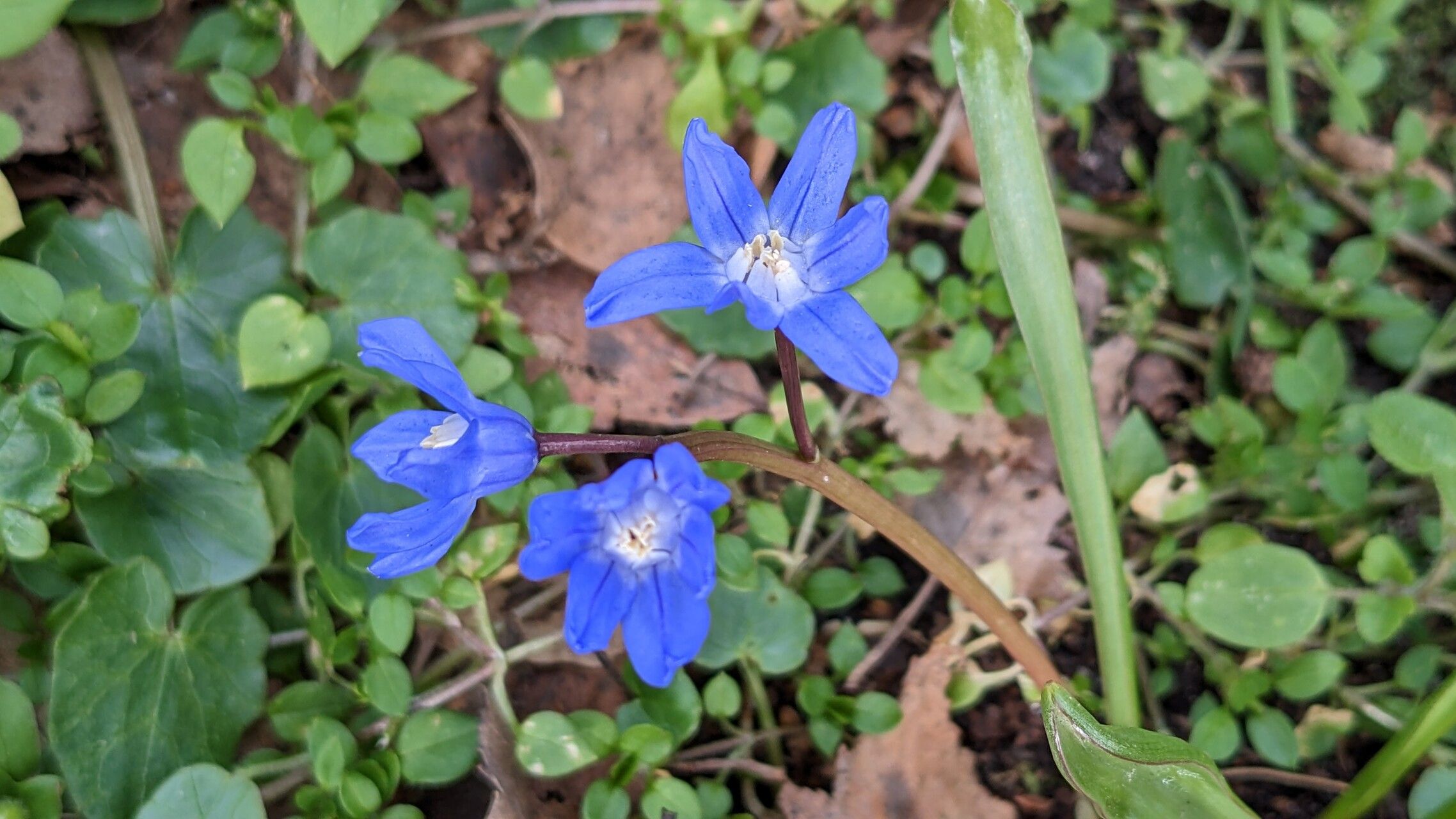 Scilla sardensis flower
