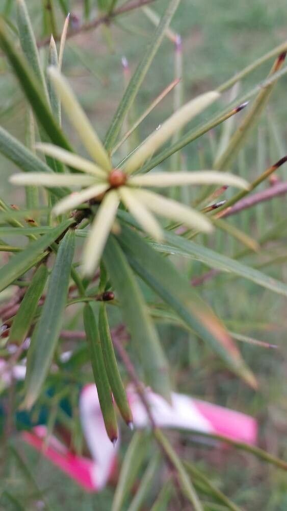 Keteleeria fortunei leaf