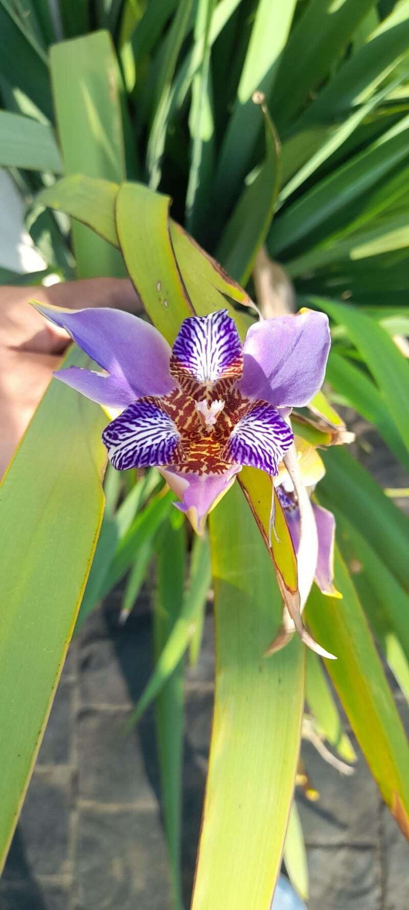 Trimezia coerulea flower