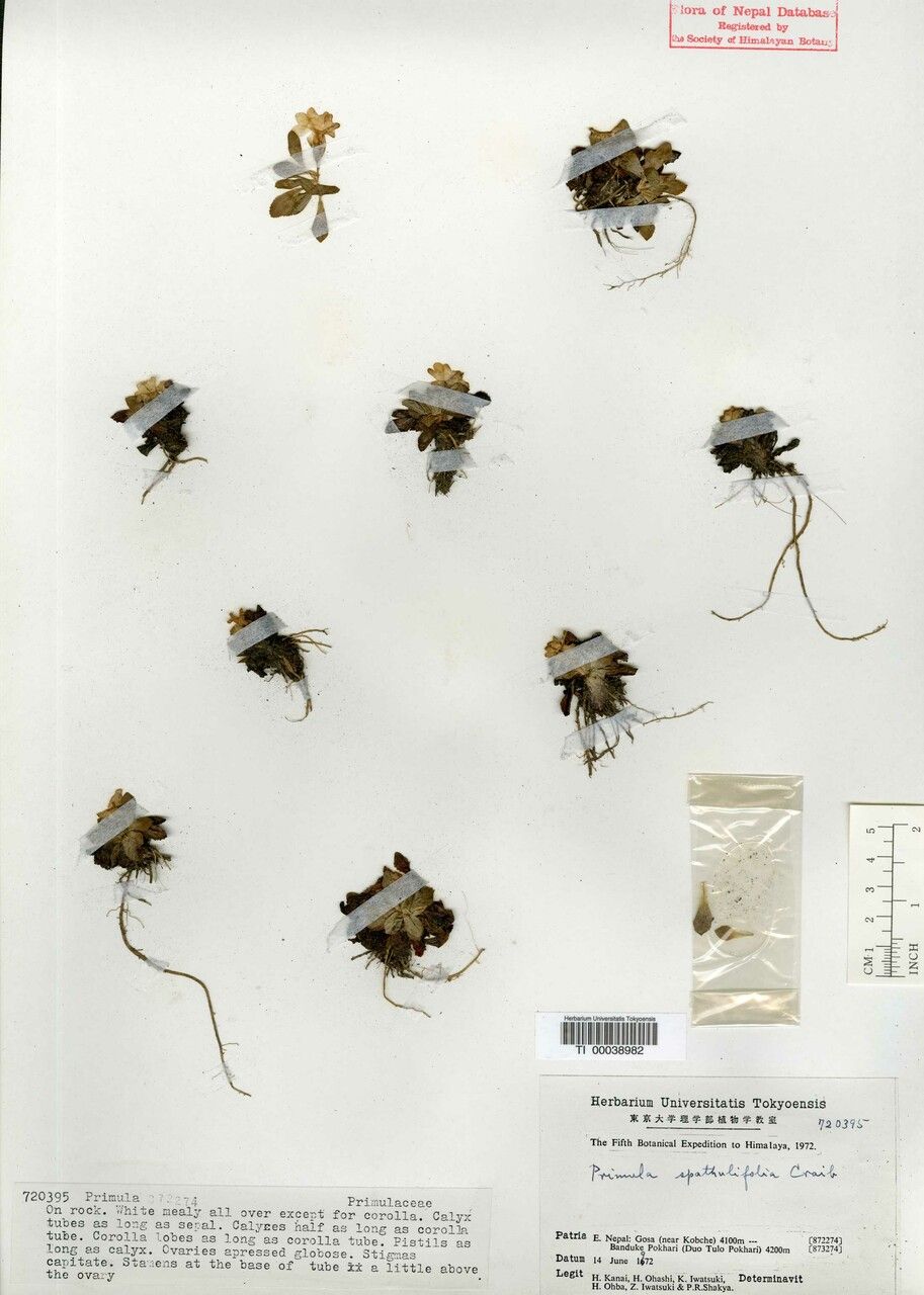 Primula spathulifolia — houseplant care guide