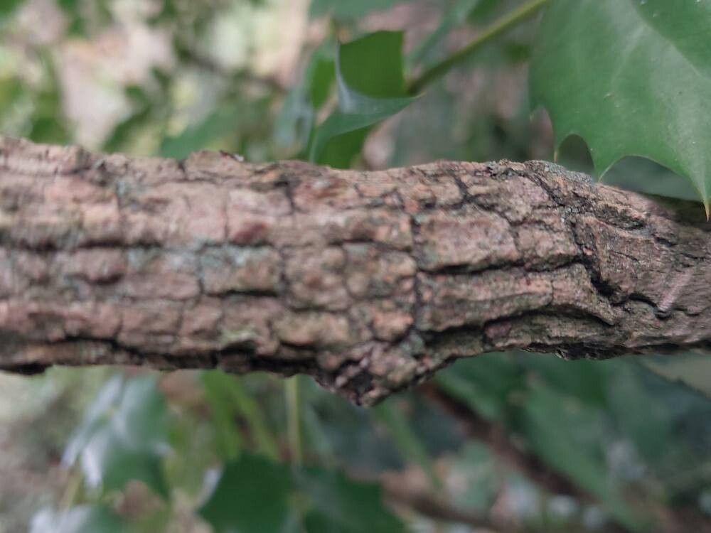 Berberis × media bark