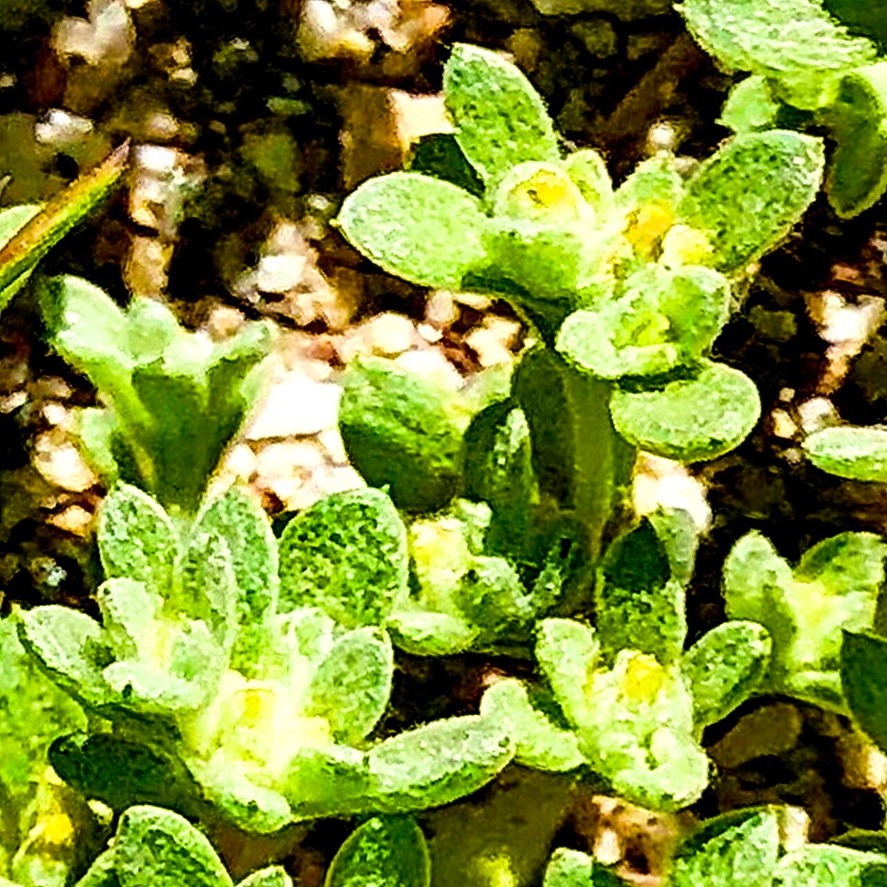 Filago depressa — search result for 'Filago'