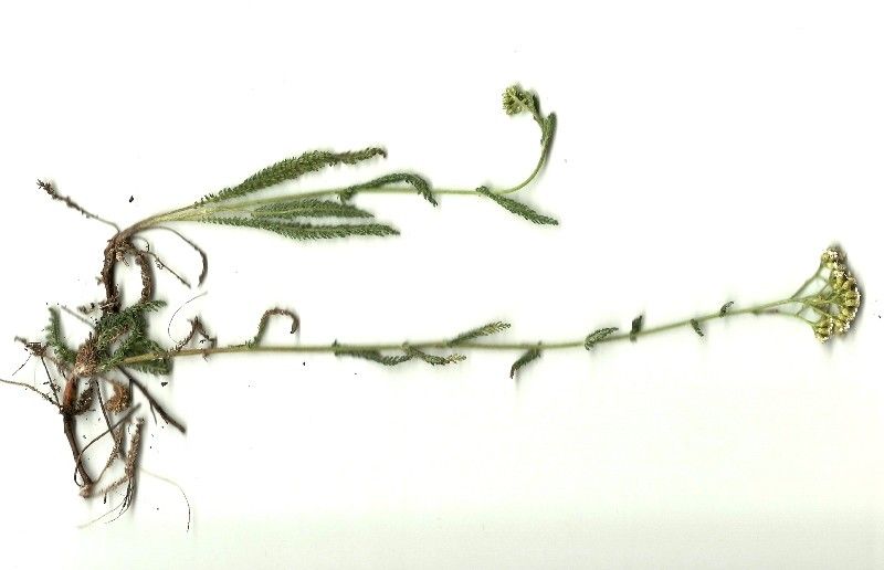 Achillea setacea bark