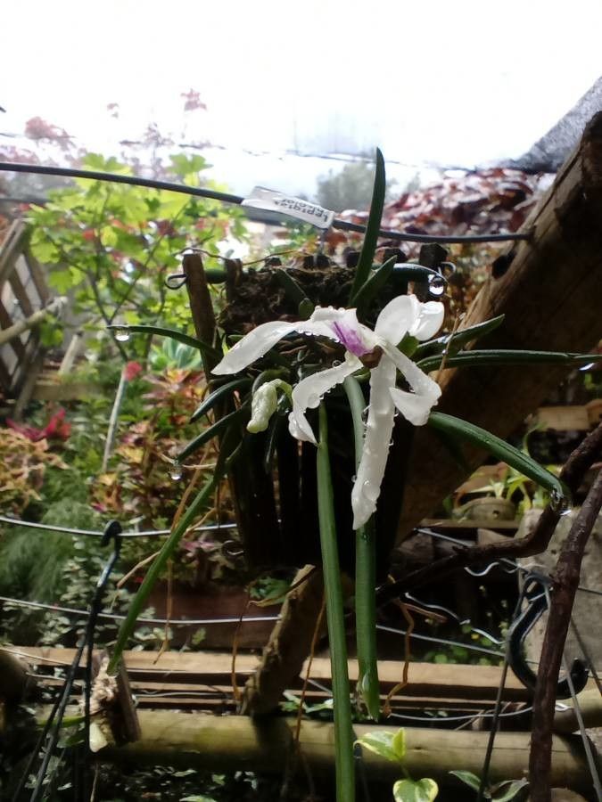 Leptotes bicolor flower
