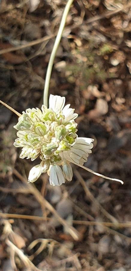 Allium paniculatum flower