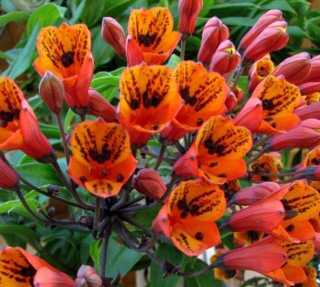 Bomarea acutifolia — related species from the same genus