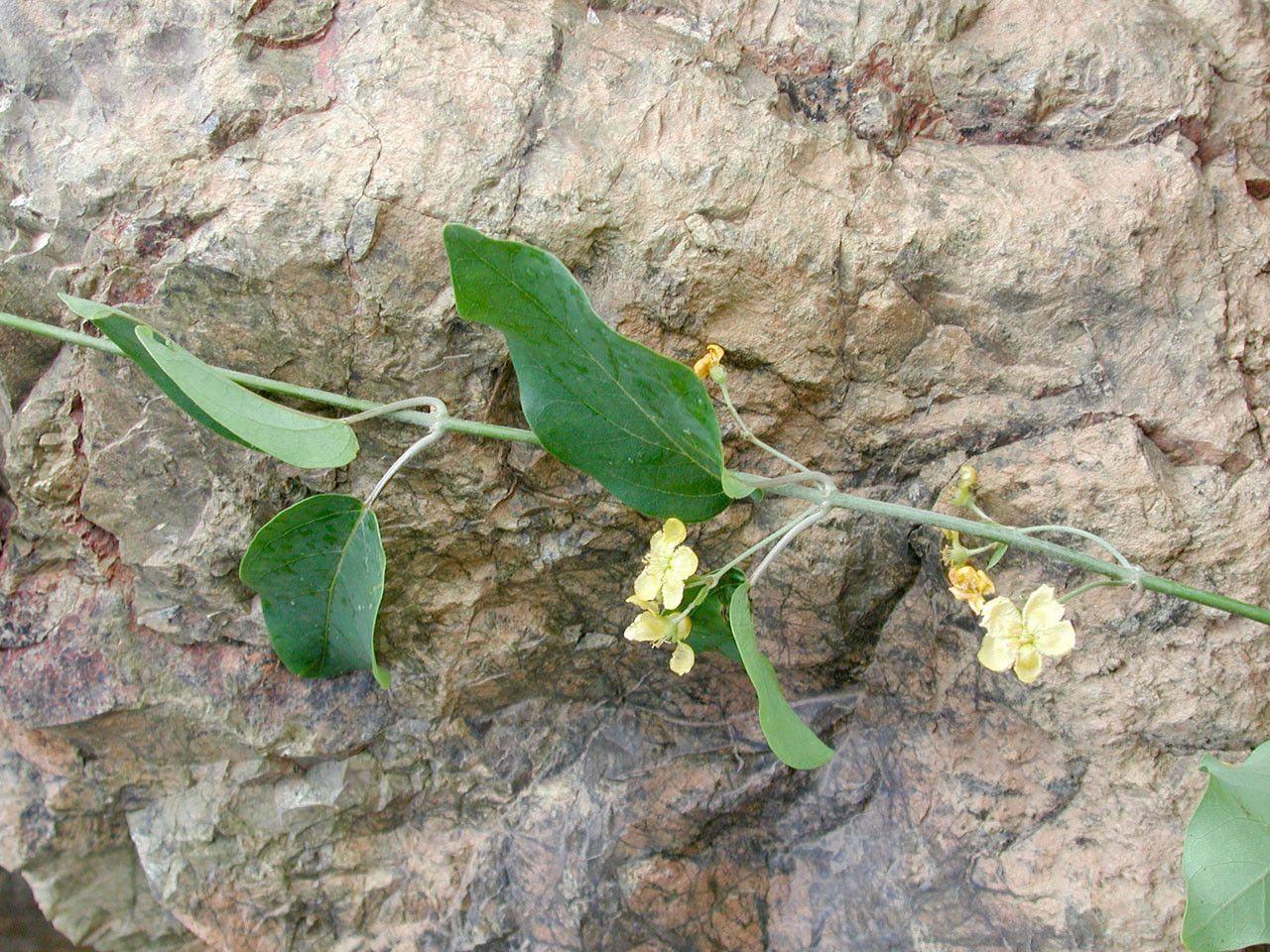 Stigmaphyllon angustifolium habit