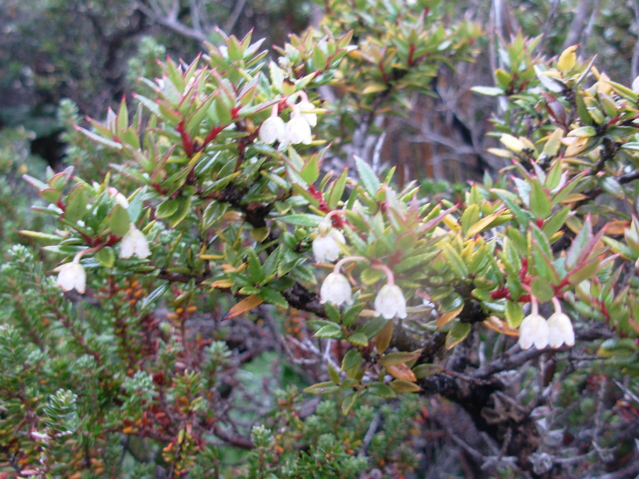 Gaultheria mucronata flower