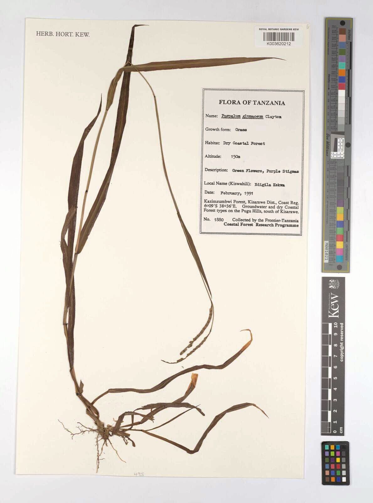 Paspalum glumaceum — search result for 'Paspalum'