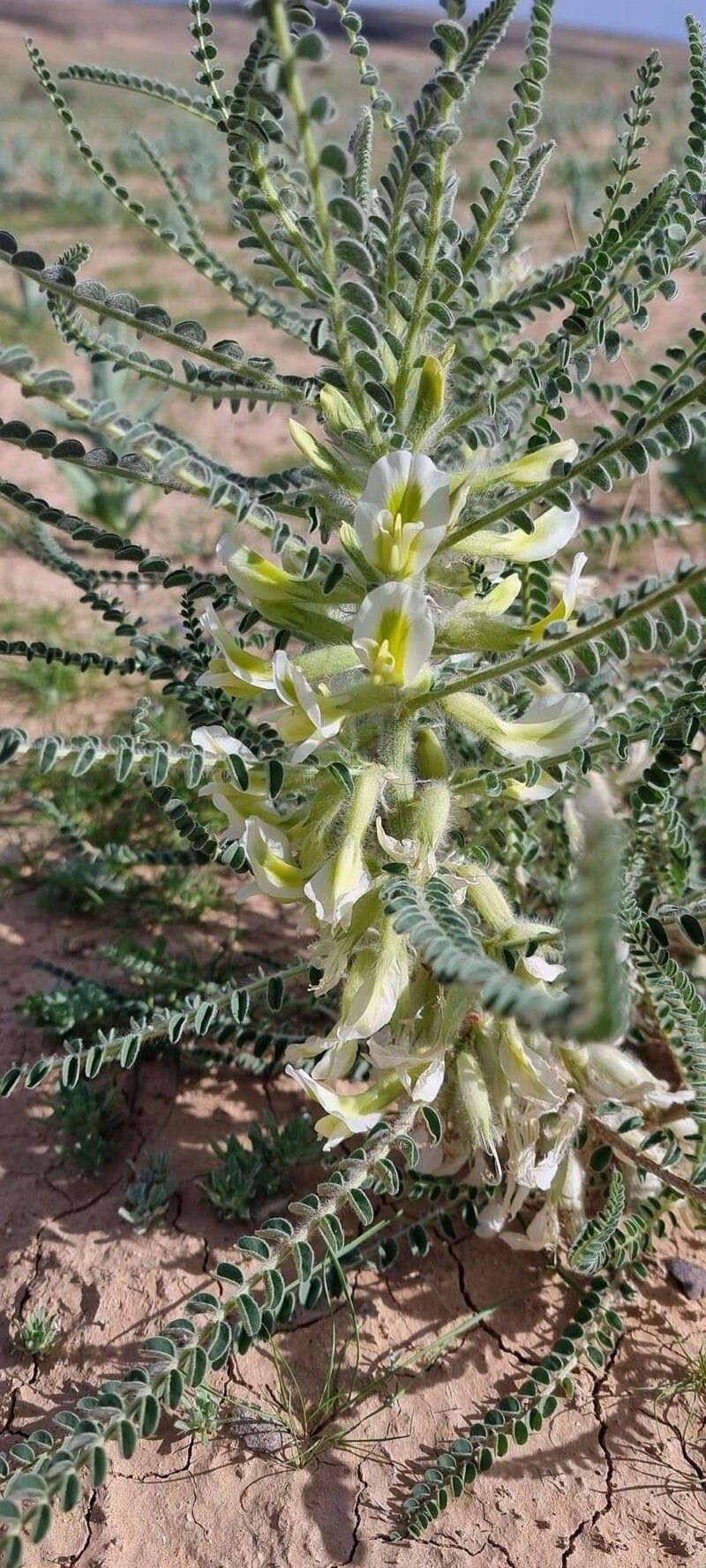 Astragalus aleppicus — related species from the same genus