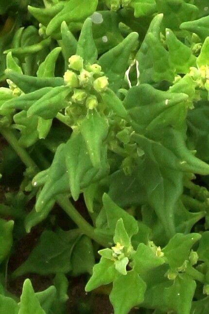 Tetragonia tetragonioides flower