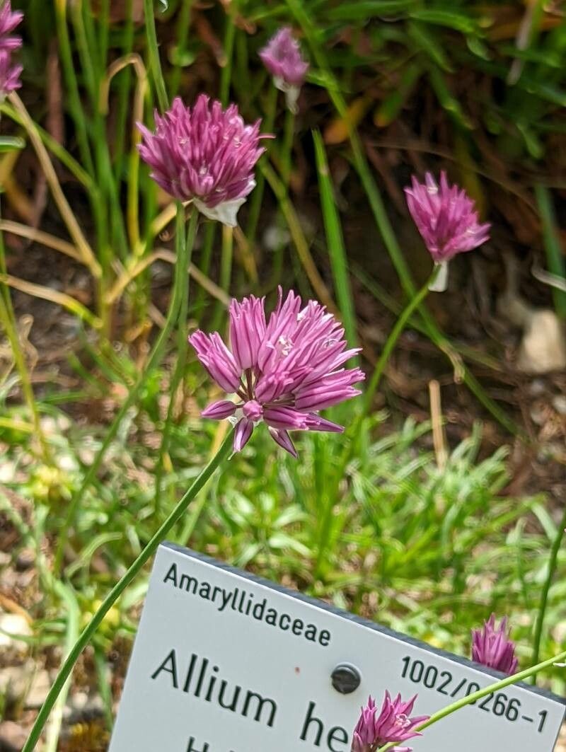 Allium heldreichii — houseplant care guide