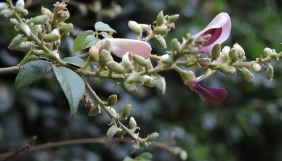 Callerya dielsiana — houseplant care guide