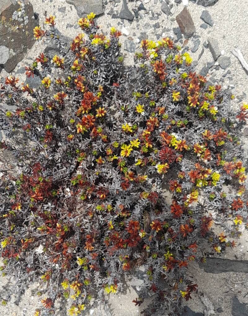 Chorizanthe mieresii habit