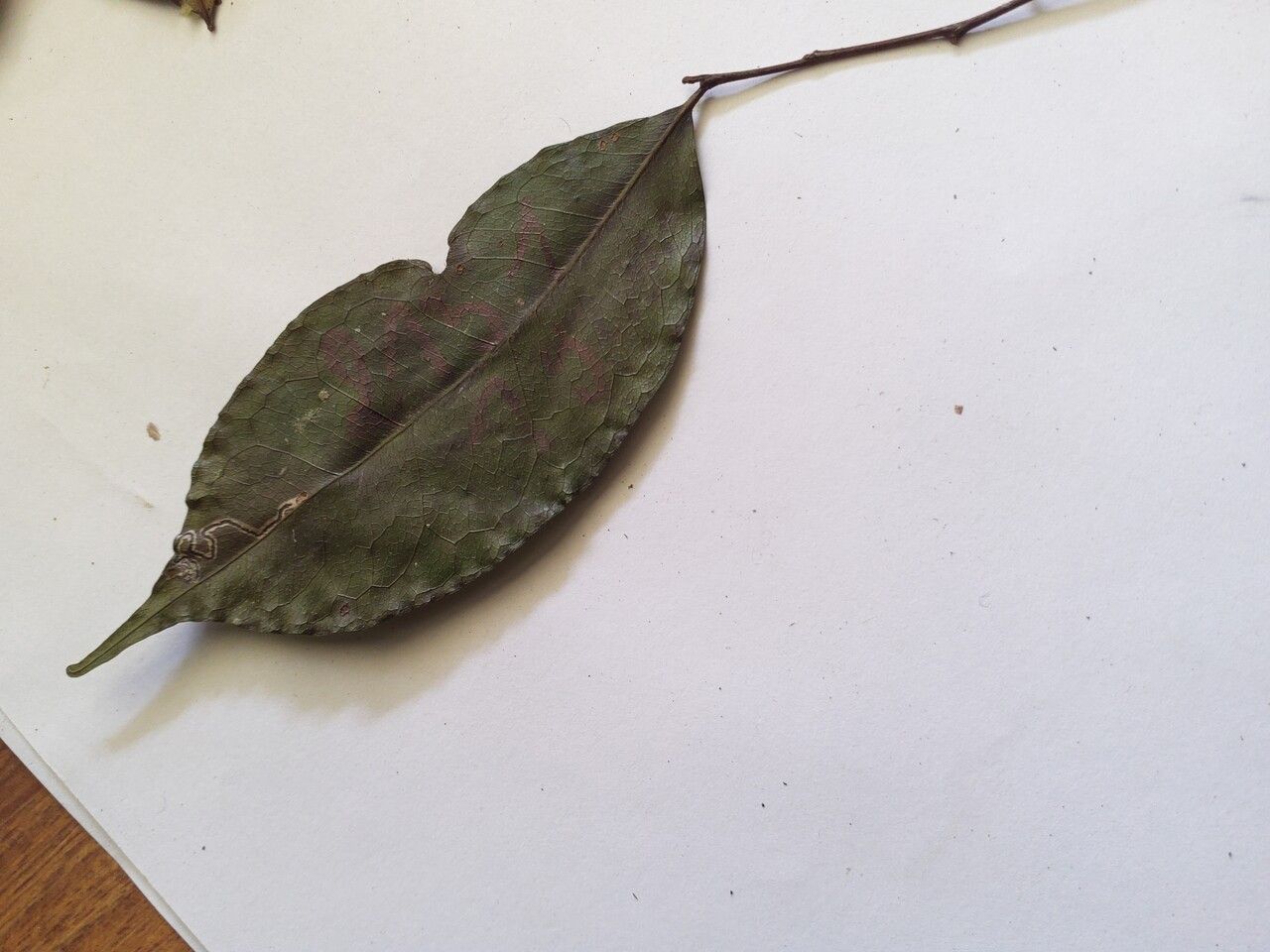 Hirtella bicornis leaf