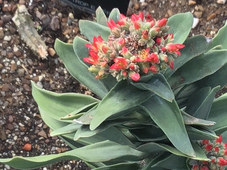 Crassula perfoliata flower