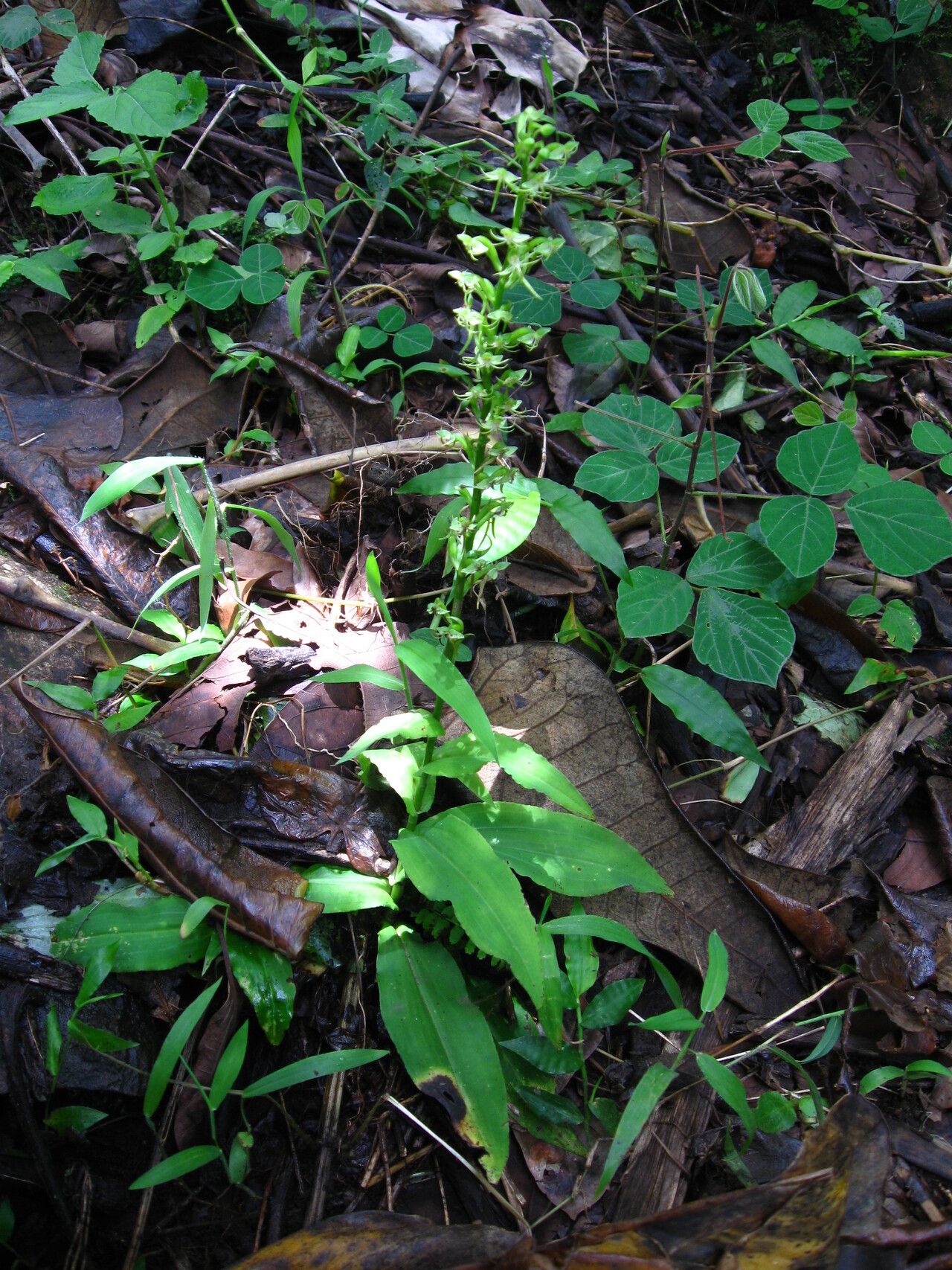 Habenaria malacophylla habit