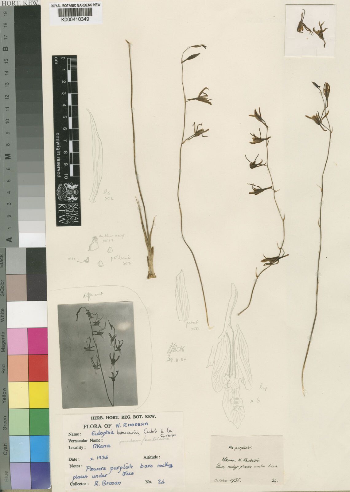 Eulophia brenanii — houseplant care guide