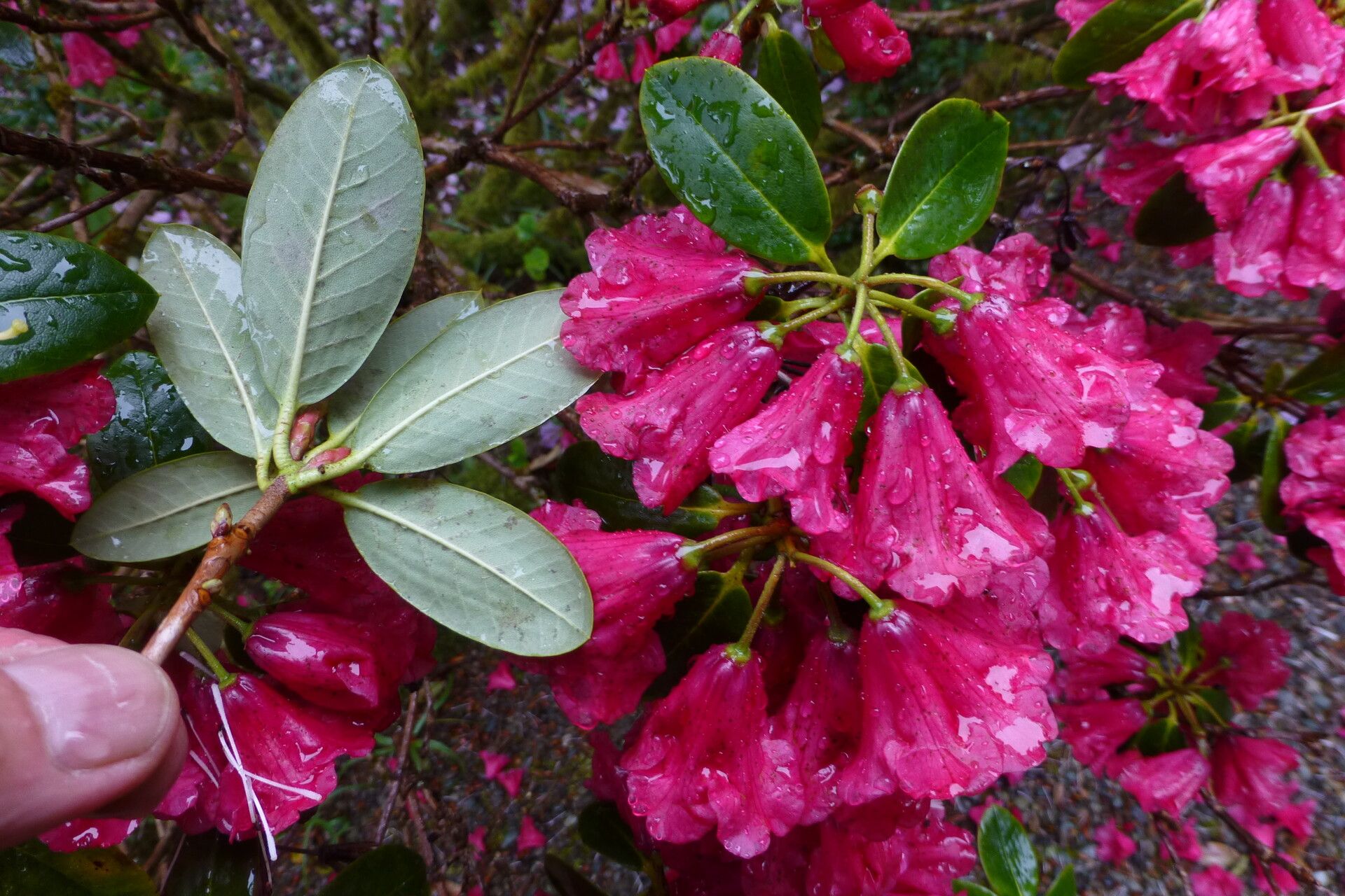 Rhododendron eudoxum — search result for 'Bamboo'