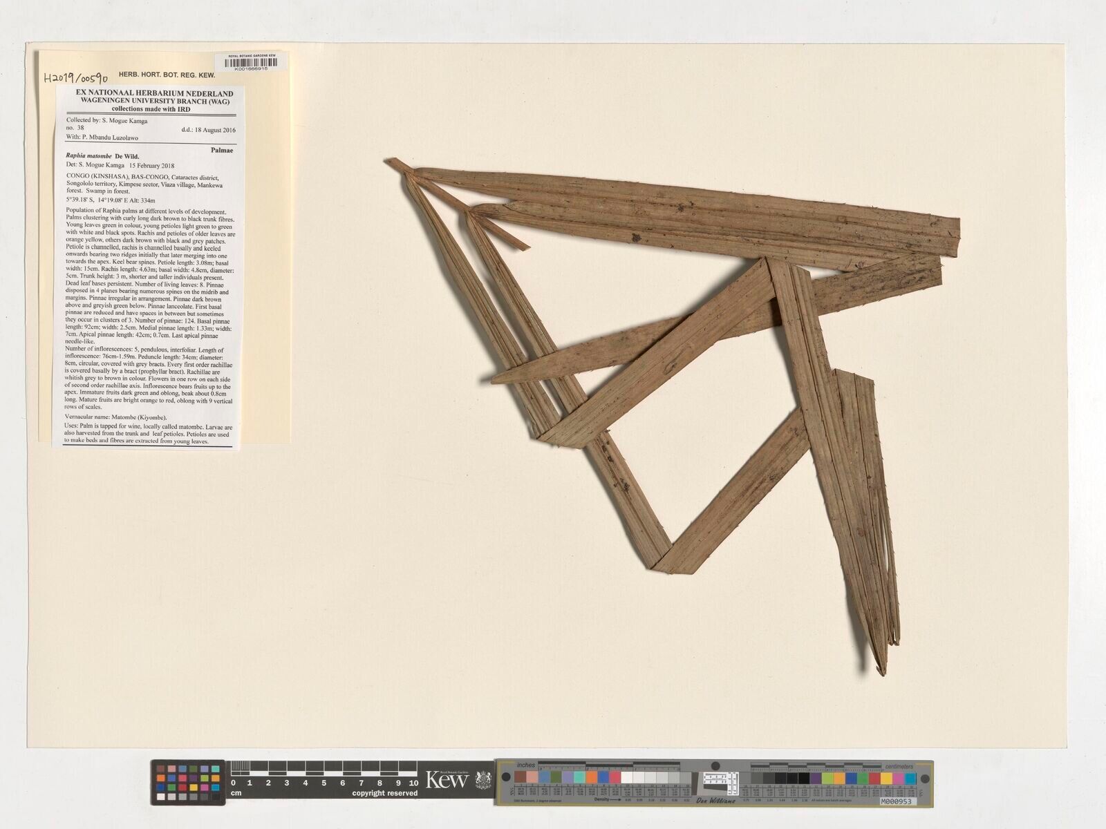 Raphia matombe — search result for 'Raphia'