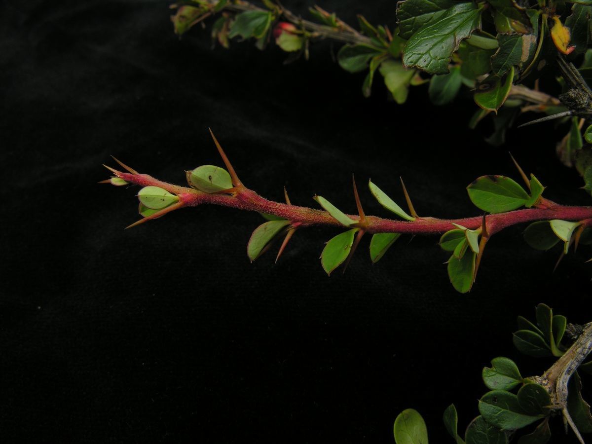 Berberis everestiana — search result for 'Berberidaceae'