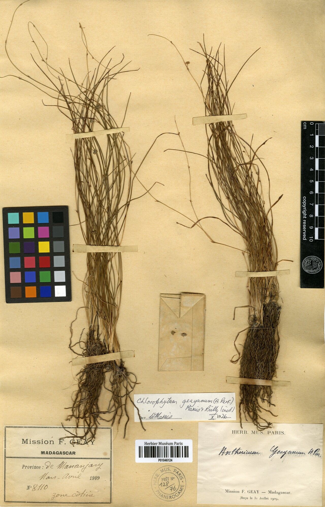 Chlorophytum geayanum — search result for 'Chlorophytum'