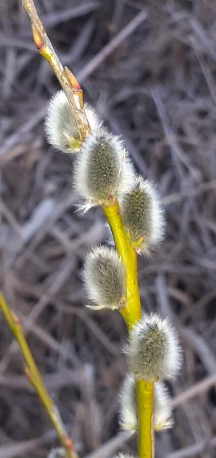 Salix daphnoides flower