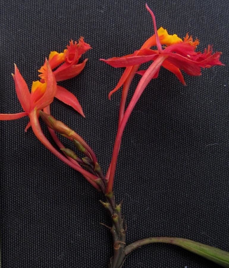 Epidendrum baumannianum other