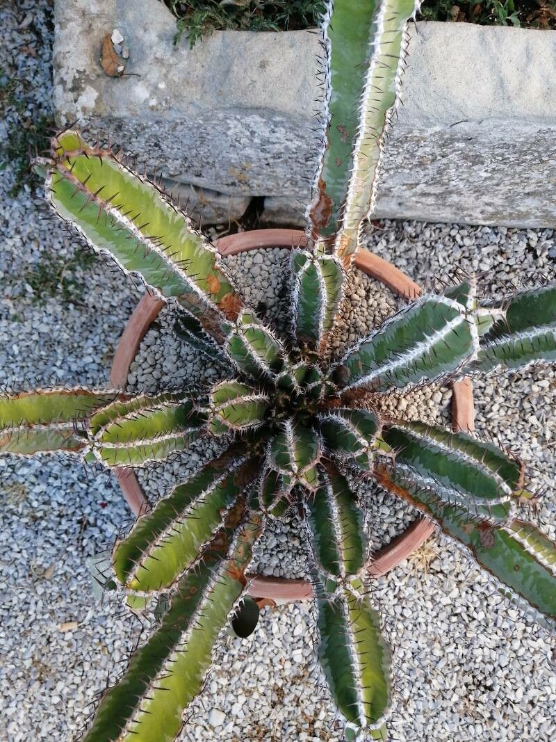 Euphorbia avasmontana habit